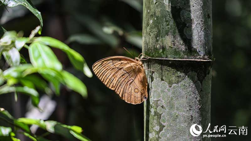 Jutaan Kupu-kupu Keluar dari Kepompong di Yunnan