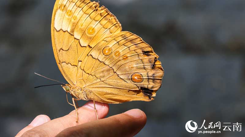 Jutaan Kupu-kupu Keluar dari Kepompong di Yunnan