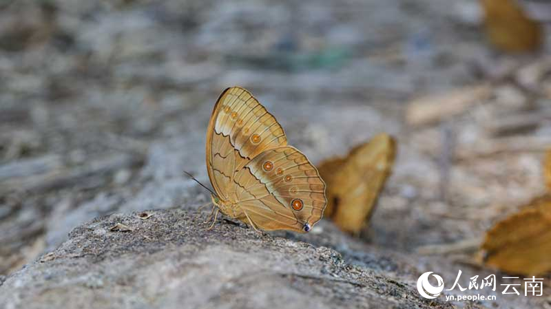 Jutaan Kupu-kupu Keluar dari Kepompong di Yunnan