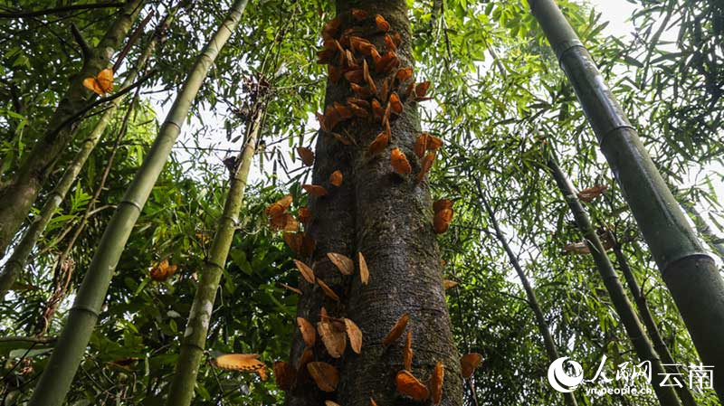 Jutaan Kupu-kupu Keluar dari Kepompong di Yunnan