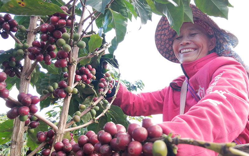 Penanam kopi memetik buah kopi yang matang. (Foto/Yan Sanka)