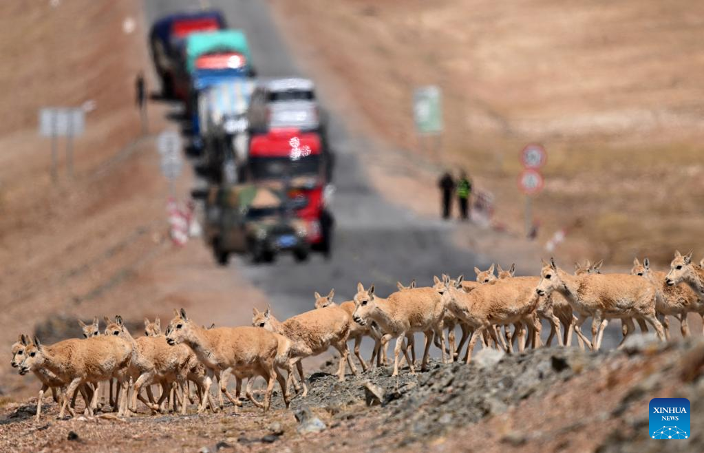 Gerombolan antelop Tibet bunting melintasi Lebuh Raya Qinghai-Tibet di Hoh Xil, provinsi Qinghai, barat laut China pada 29 Mei 2023.