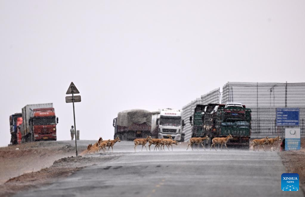 Antelop Tibet Berhijrah ke Tempat Biak, Hoh Xil