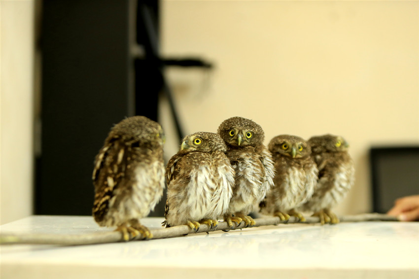 Anak burung hantu yang diselamatkan. (foto diberikan oleh Biro Keselamatan Awam Bandar Yibin)