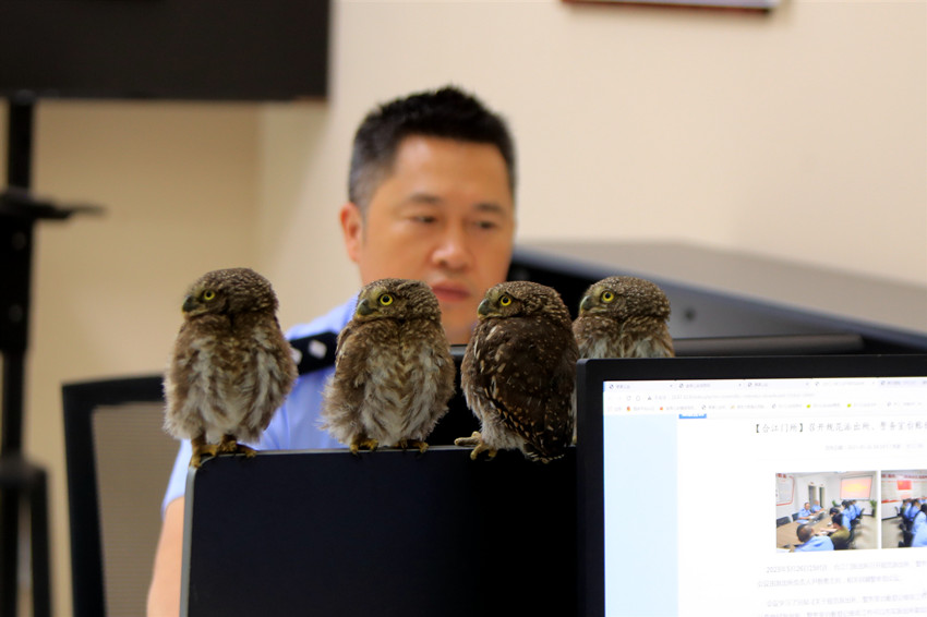 5 Ekor Burung Hantu Teman Polis Bertugas