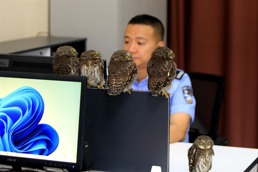 5 Ekor Burung Hantu Teman Polis Bertugas