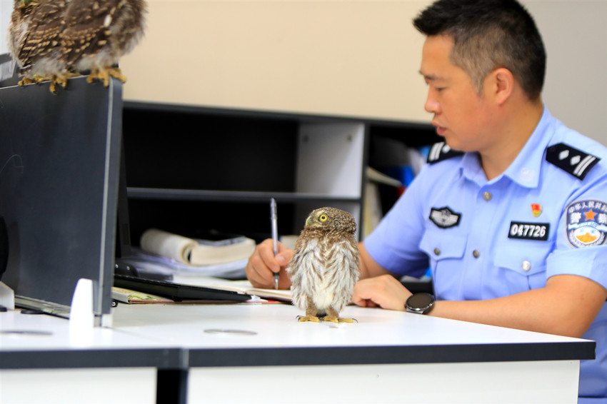 5 Ekor Burung Hantu Teman Polis Bertugas