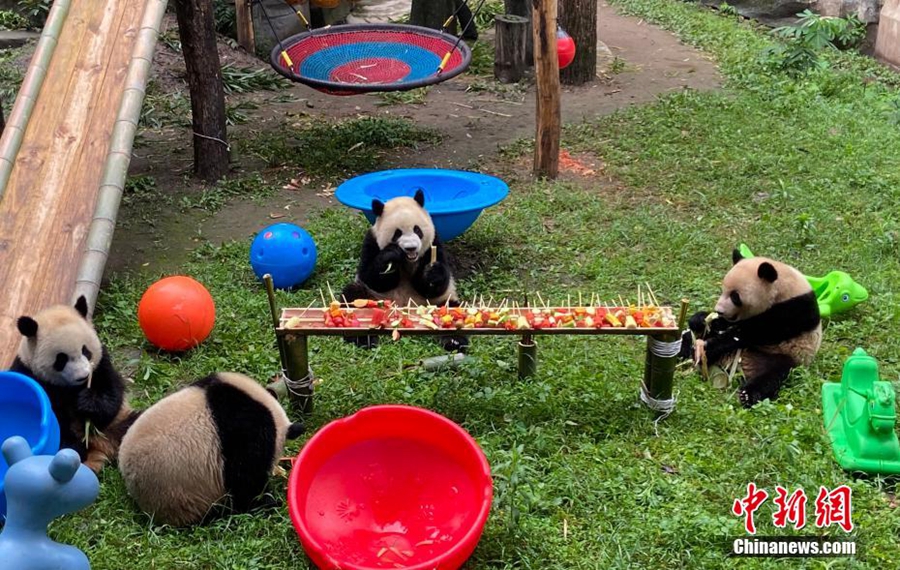 Panda Gergasi Dijamu 