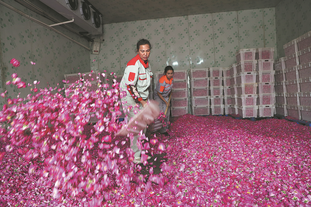 Pekerja mengendalikan kelopak ros di sebuah kilang di Yutian. (foto: Wang Zhuangfei/China Daily)