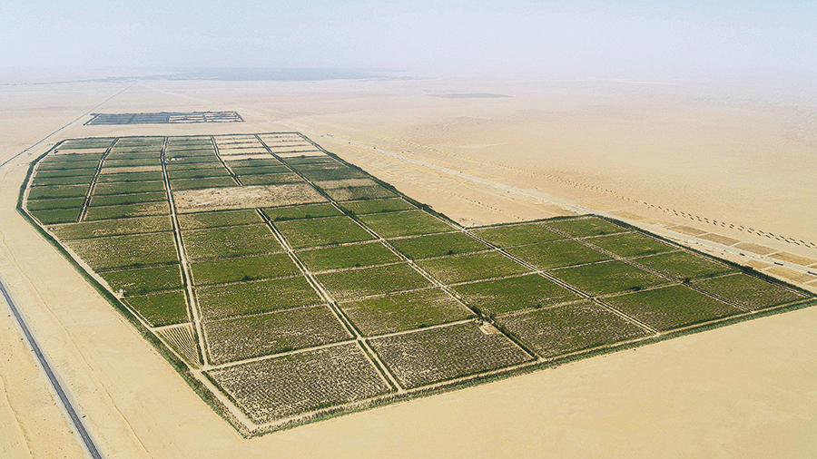 Pemandangan udara ladang mawar di Taklimakan, padang pasir terbesar di China. Mawar berkembang dalam persekitaran yang tandus hasil teknologi pengairan titisan. (foto: China Daily)