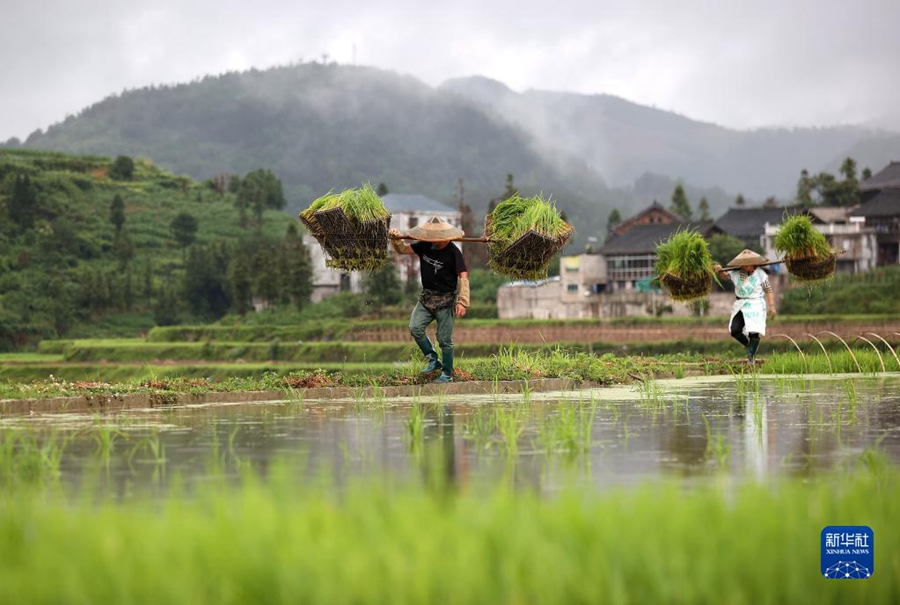 Menanam Padi pada Hari Mang Zhong