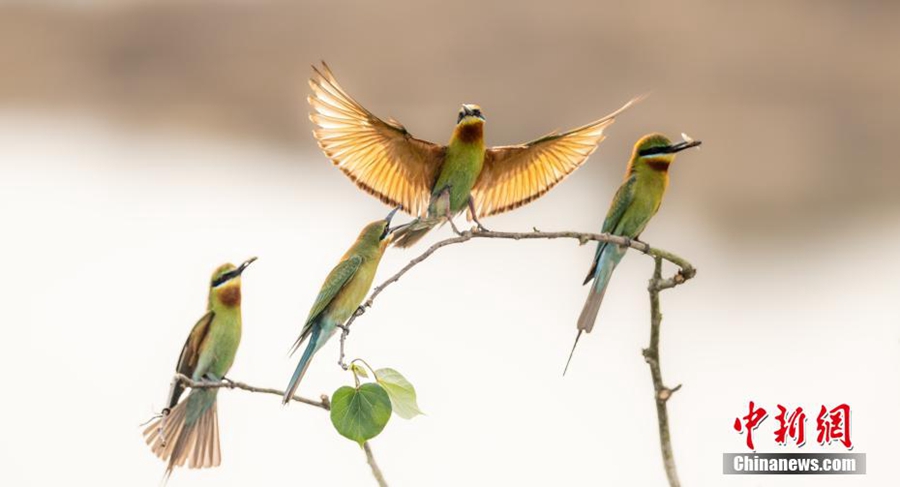 Burung berek-berek carik dada membawa anak ke atas dahan. (foto: Yao Wei/Chinanews.cn)