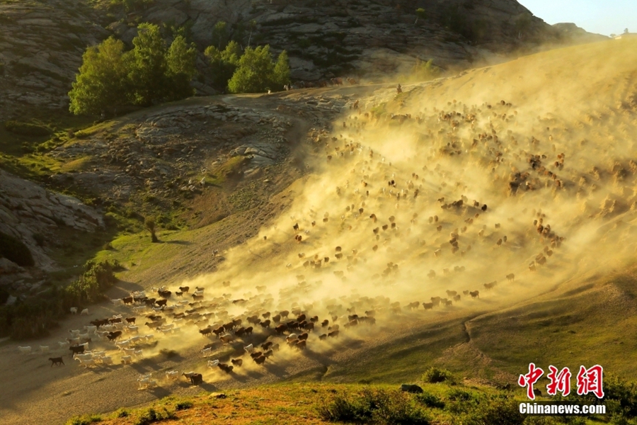 Pada 6 Jun, di pekan Fuhai, daerah Altay, Wilayah Autonomi Uygur Xinjiang, gembala mula berpindah dari padang rumput untuk musim bunga dan musim gugur ke padang rumput untuk musim panas. (foto: Chinanews.cn)
