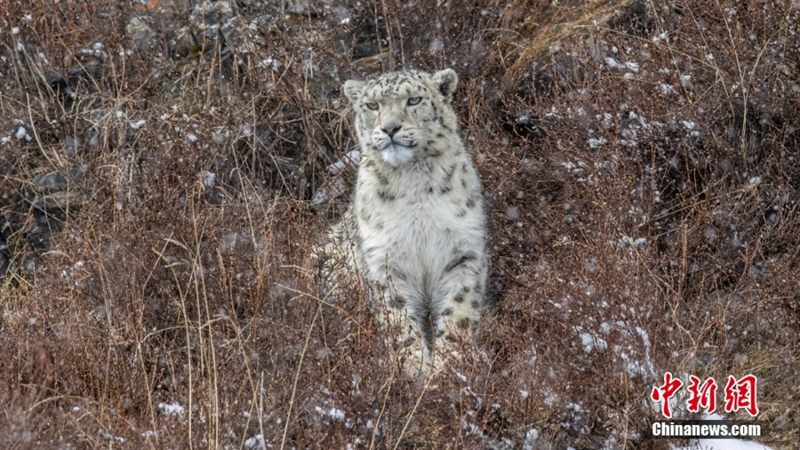 Pada 11 Mei, si bapa harimau salji berjalan dalam salji. Harimau salji ialah haiwan yang diberikan perlindungan peringkat kedua paling tinggi. (foto: Liu Qingshun/Chinanews.cn)