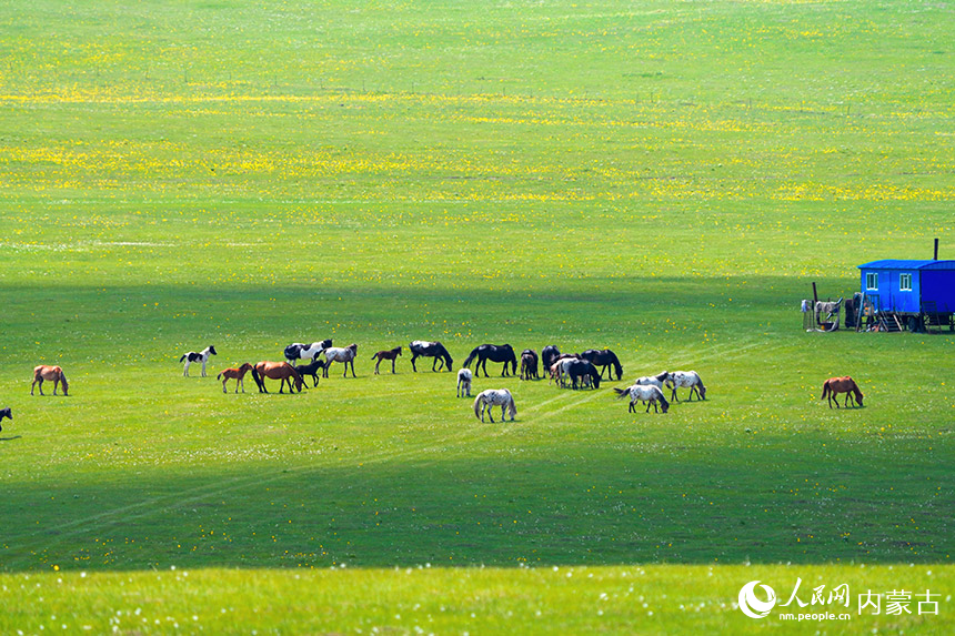 Panorama Padang Rumput Hulunbuir, Mongolia Dalam. (Foto/Lv Haojun)