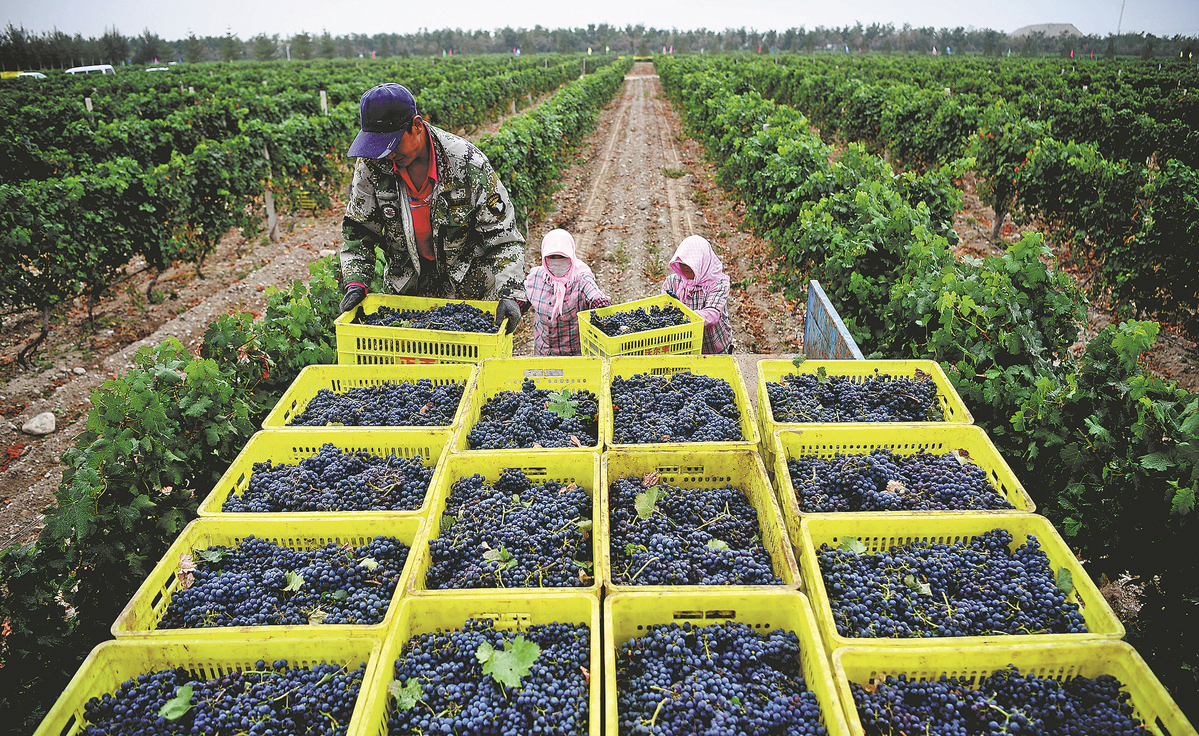 Pekerja memetik anggur di ladang milik Chateau Walphon di wilayah autonomi Hui Ningxia pada 16 September 2022. (foto: Wang Peng/Xinhua