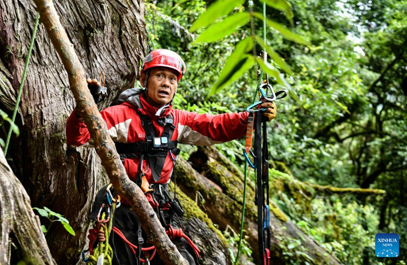 Sipres Gergasi Ditemui di Barat Daya China, Rekod Baharu Asia
