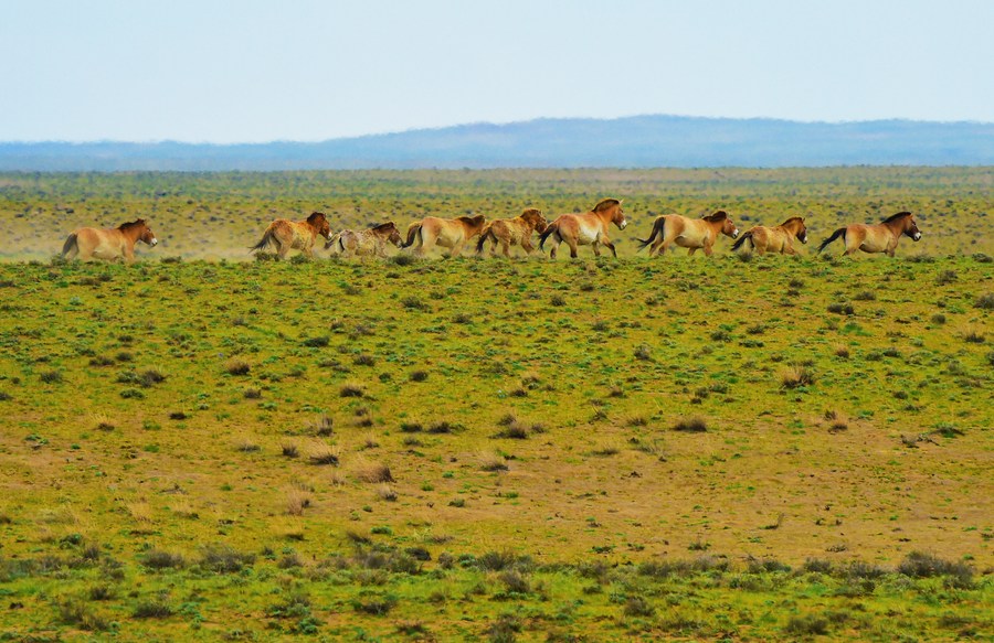 Kuda Przewalski dilihat di Rizab Semula Jadi Gunung Karamaile, wilayah autonomi Uygur Xinjiang, barat laut China, 22 April 2021. (Xinhua/Hou Zhaokang)