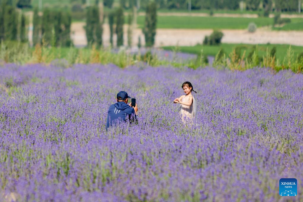 Penanaman Lavender Rancakkan Pelancongan di Barat Laut China