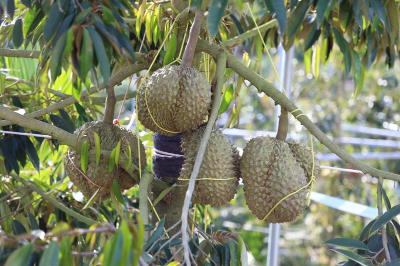 Durian yang ditanam di perkebunan di Sanya, Hainan masak. (Foto diambil oleh Li Duojiang, diterbitkan oleh Xinhua)