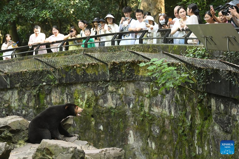 Seekor beruang madu berinteraksi dengan pelancong di Zoo Hangzhou, provinsi Zhejiang, timur China pada 2 Ogos 2023. Video beruang madu berusia 4 tahun berdiri dengan kaki belakang seperti manusia di Zoo Hangzhou menjadi tular di media sosial akhir-akhir ini, menarik lebih ramai pelancong datang untuk melihat. (foto: Weng Xinyang/Xinhua)