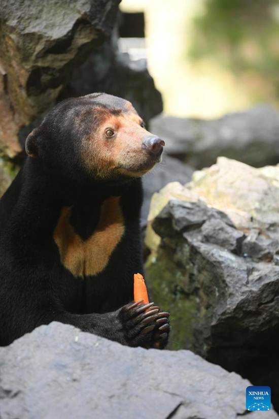 Beruang Madu Gamit Pelancong ke Zoo Hangzhou