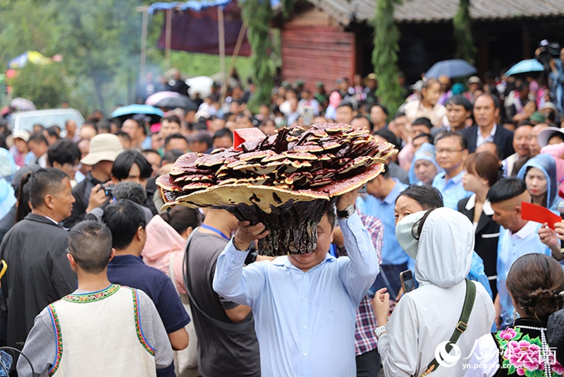 Cendawan Ganoderma Gergasi Ditemui di Yunnan