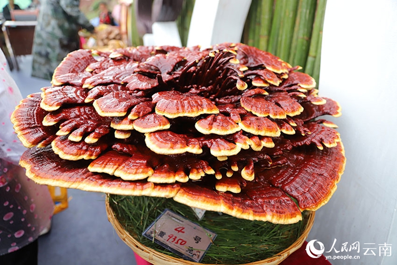 Cendawan Ganoderma Gergasi Ditemui di Yunnan