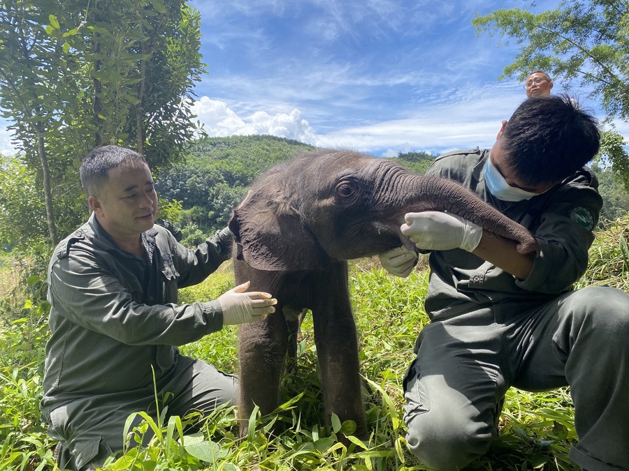 Penyelamat memberi makan kepada anak gajah sakit yang ditinggalkan oleh kumpulannya di Xishuangbanna, provinsi Yunnan, barat daya China, 29 Ogos 2021. (Pusat Pembiakan dan Penyelamatan Gajah Asia Xishuangbanna)