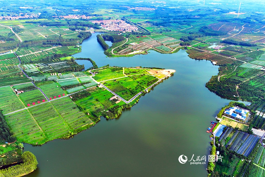 Ladang teh di kaunti Junan, bandar Linyi, provinsi Shandong. (People's Daily Online/Liu Qi)