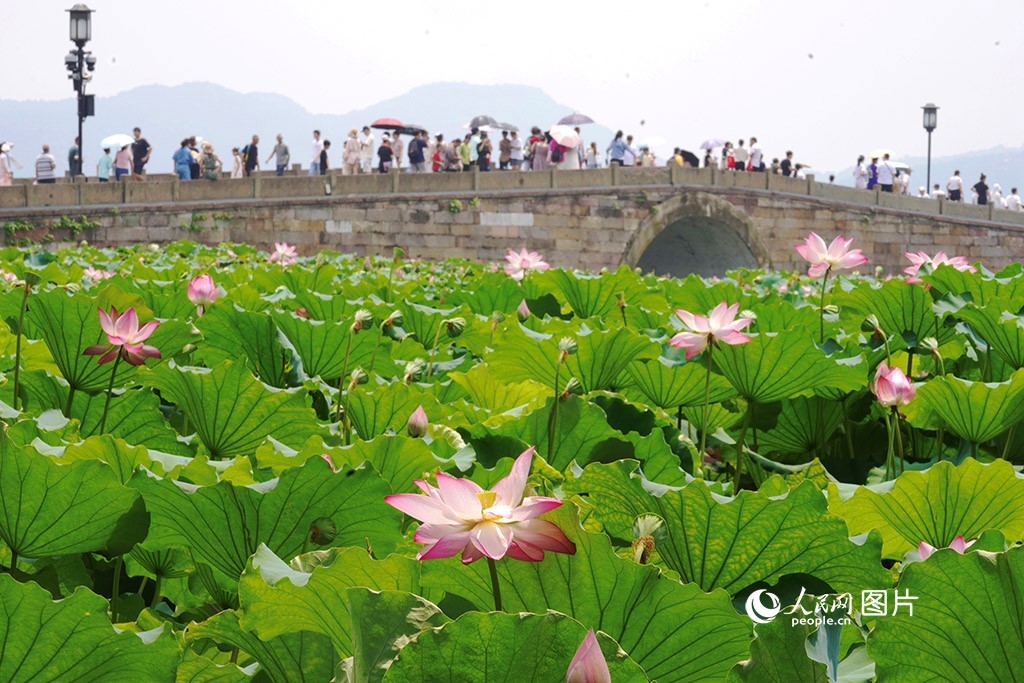 Teratai bermekaran di Tasik Barat (Xihu), bandar Hangzhou, provinsi Zhejiang. (People's Daily Online/Guo Yang)