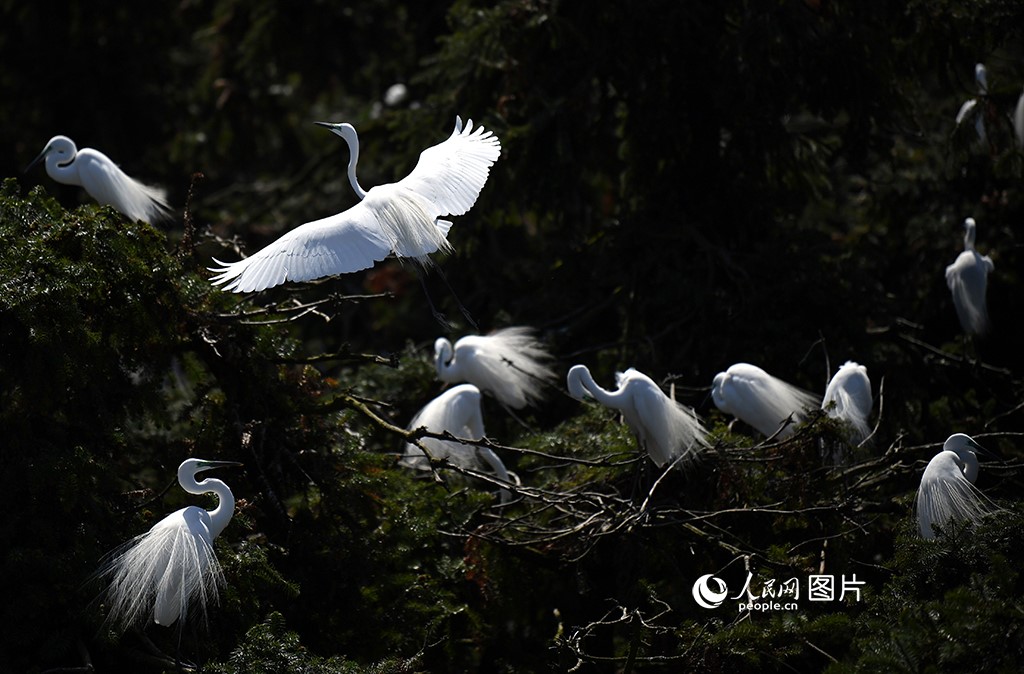 Burung hijrah bersarang dan berkembang biak di Taman Hutan Xiangshang di tepi Tasik Poyang, provinsi Jangxi. (People's Daily Online/Shi Yu)