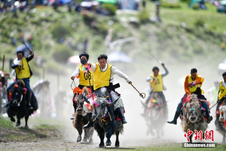 Penduduk Lhasa Lumba Yak Sambut Festival Shoton