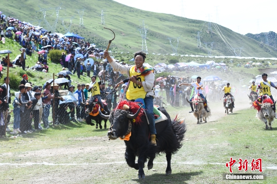 Penduduk Lhasa Lumba Yak Sambut Festival Shoton