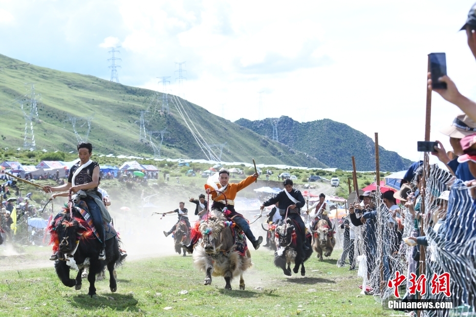 Penduduk Lhasa Lumba Yak Sambut Festival Shoton