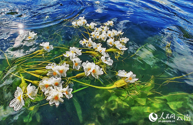 Ottelia Acuminate Mekar bagai Bintang Gugur ke Tasik