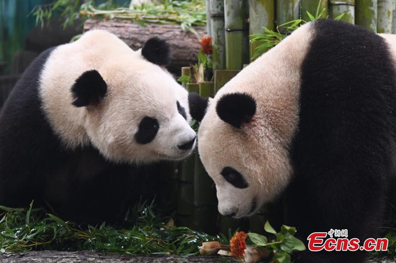 Panda gergasi Chun Sheng dan Xiang Guo bermain di Zoo Hangzhou yang terletak di provinsi Zhejiang, timur China, 18 Ogos 2023. (China News Service/Geng Wang)