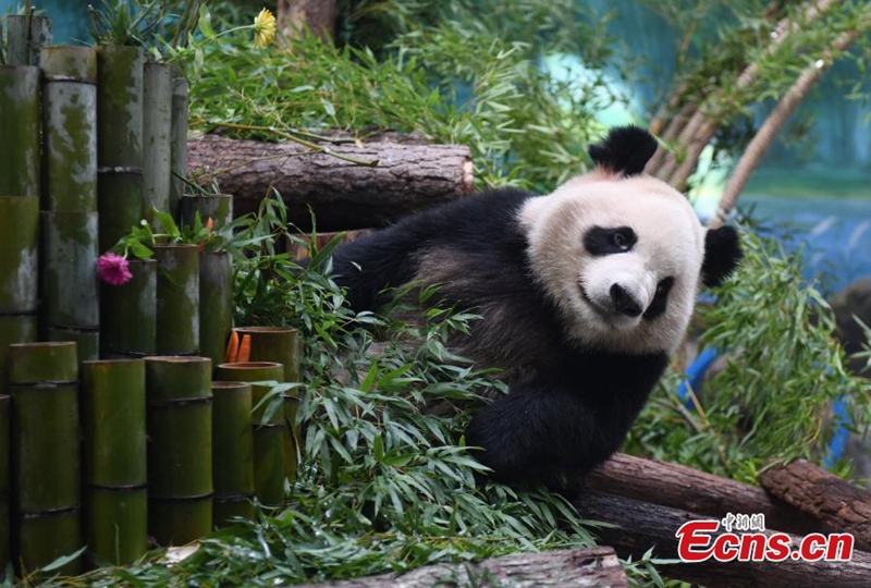 Panda Gergasi Baharu Jumpa Orang Ramai di Hangzhou