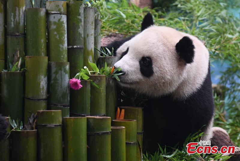 Panda Gergasi Baharu Jumpa Orang Ramai di Hangzhou