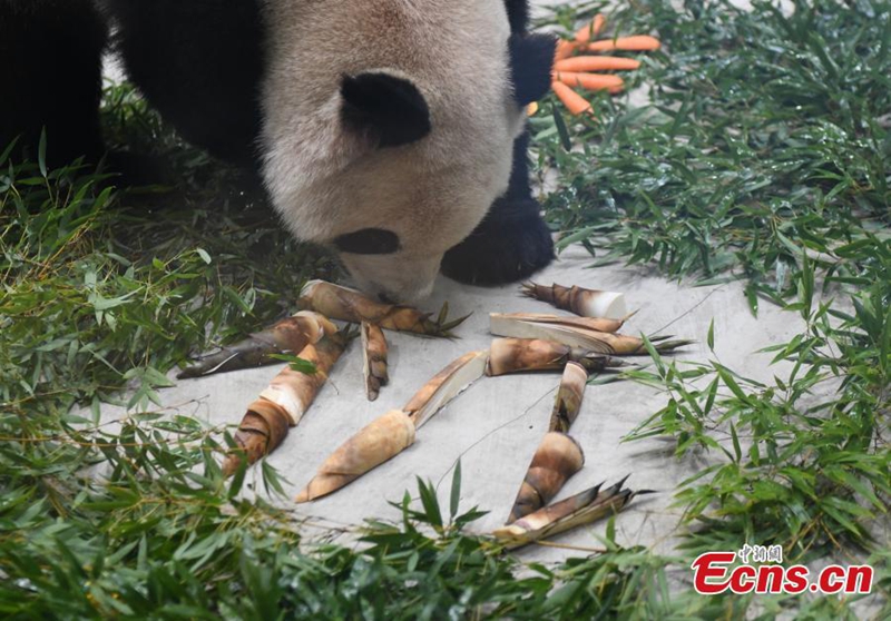 Panda Gergasi Baharu Jumpa Orang Ramai di Hangzhou