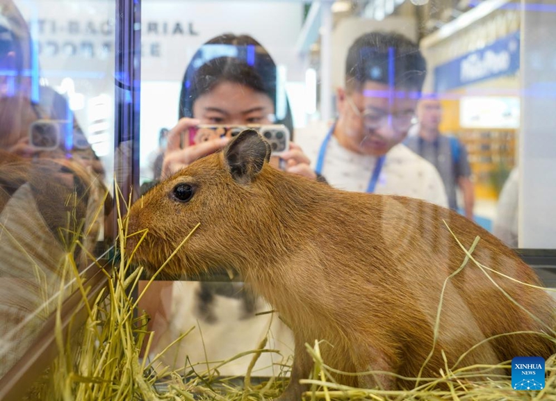 Gambar seekor kapibara yang diambil semasa berlangsungnya Pameran Haiwan Peliharaan Asia ke-25 di Shanghai, timur China, 16 Ogos 2023. Pameran haiwan peliharaan selama lima hari ini berlangsung di Pusat Ekspo Antarabangsa Baharu Shanghai (SNIEC), menarik lebih 2,000 pengunjung. (Xinhua/Xinyi)