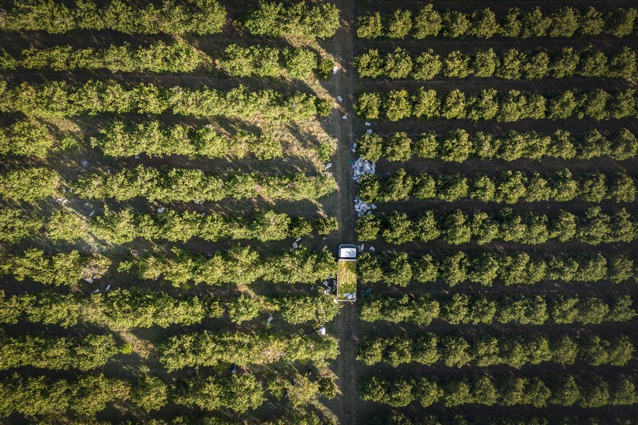 Foto dron diambil pada 24 Mei 2023 menunjukkan sebuah ladang jeruk di North West, Afrika Selatan. (Foto/Xinhua)