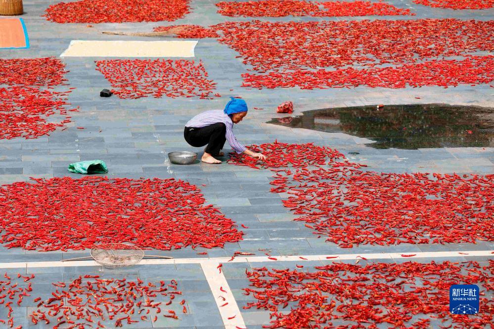 Petani di China Sibuk Jemur Bijirin pada Hari Chushu