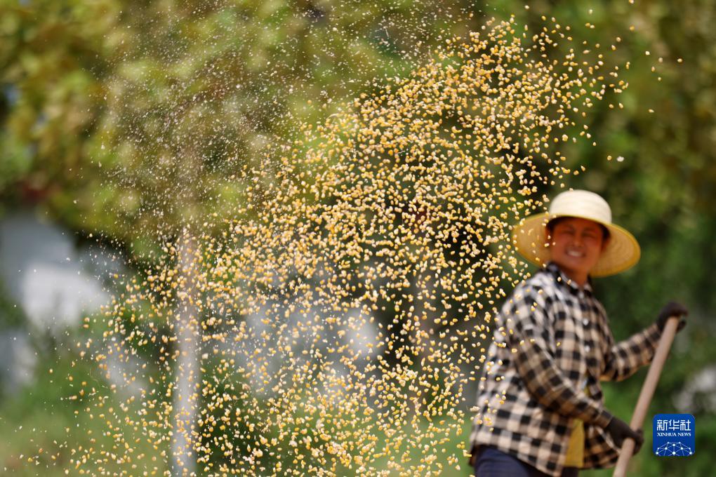 Petani di China Sibuk Jemur Bijirin pada Hari Chushu