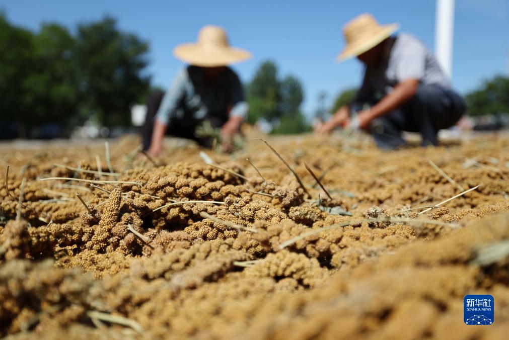 Petani di China Sibuk Jemur Bijirin pada Hari Chushu