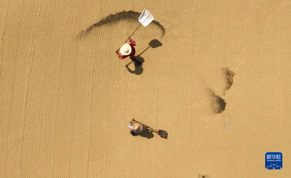 Petani di China Sibuk Jemur Bijirin pada Hari Chushu