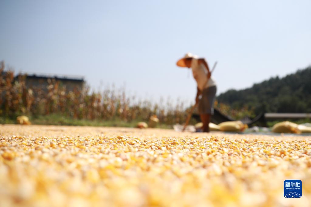 Petani di China Sibuk Jemur Bijirin pada Hari Chushu
