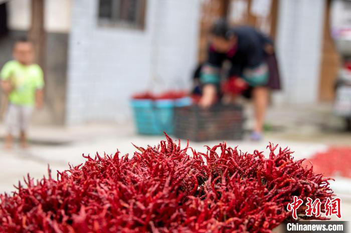 Lada Merah Bawa Kegembiraan Menuai di Guizhou