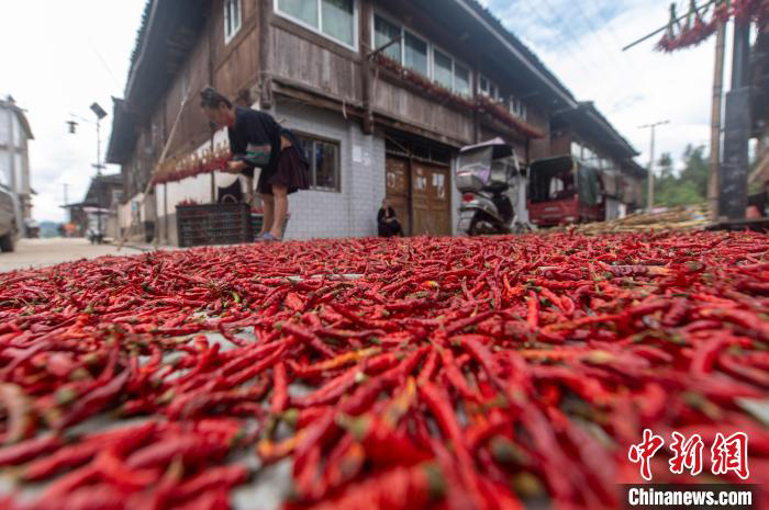 Lada Merah Bawa Kegembiraan Menuai di Guizhou