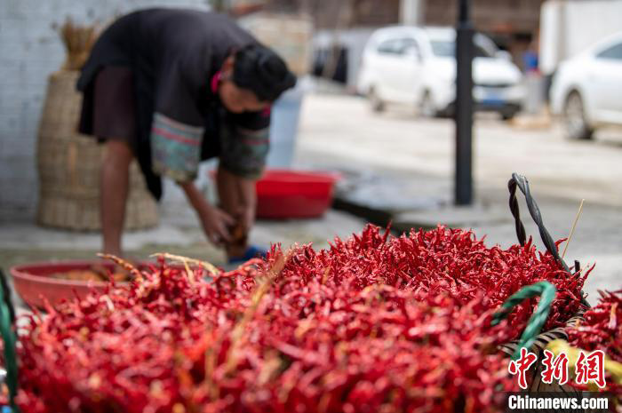 Lada Merah Bawa Kegembiraan Menuai di Guizhou